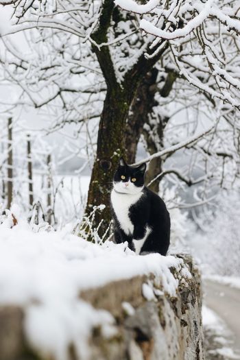 Cat in a snow