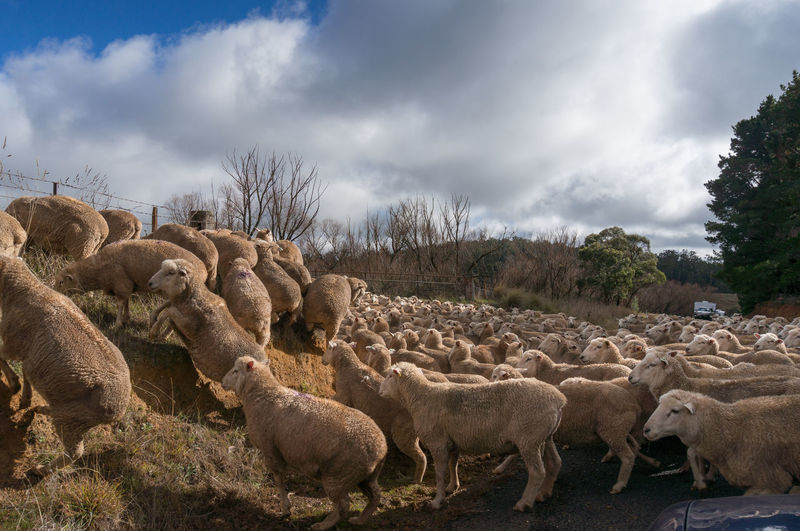 Herd of sheep blocking the countryside road. rural infrastructure with domestic cattle, hearding