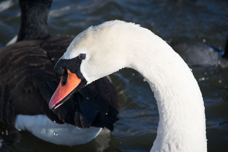 Close-up of wet swan in lake