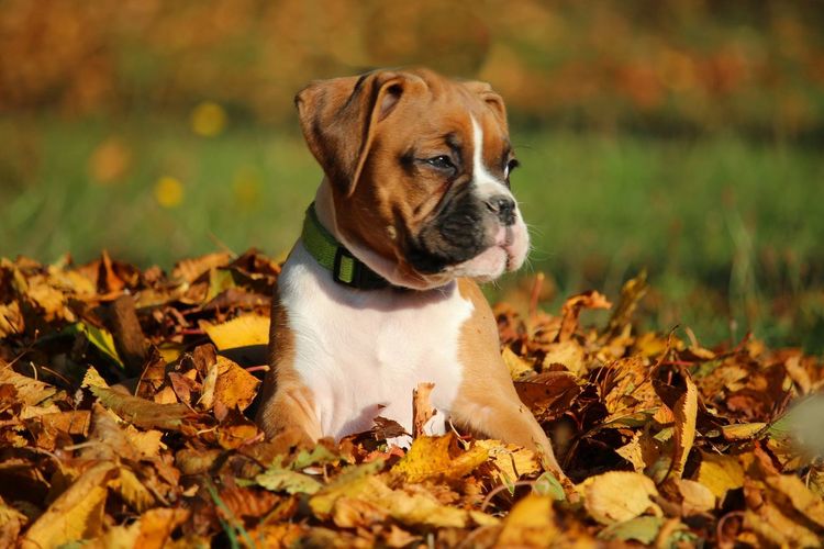 Dog looking away while sitting on field during autumn