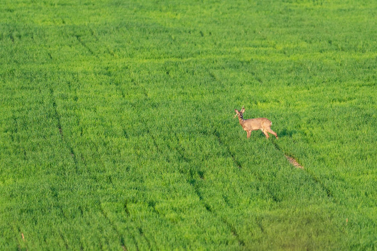 View of green running on grassy field