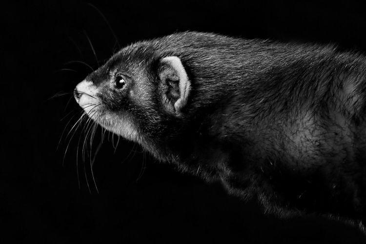Close-up of ferret on black background