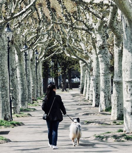 Rear view of woman with dog walking on footpath amidst trees in park