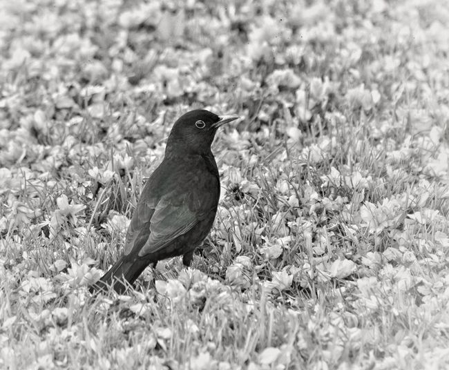 Close-up of a bird perching on a field