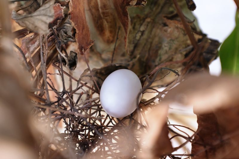 Close-up of bird in nest