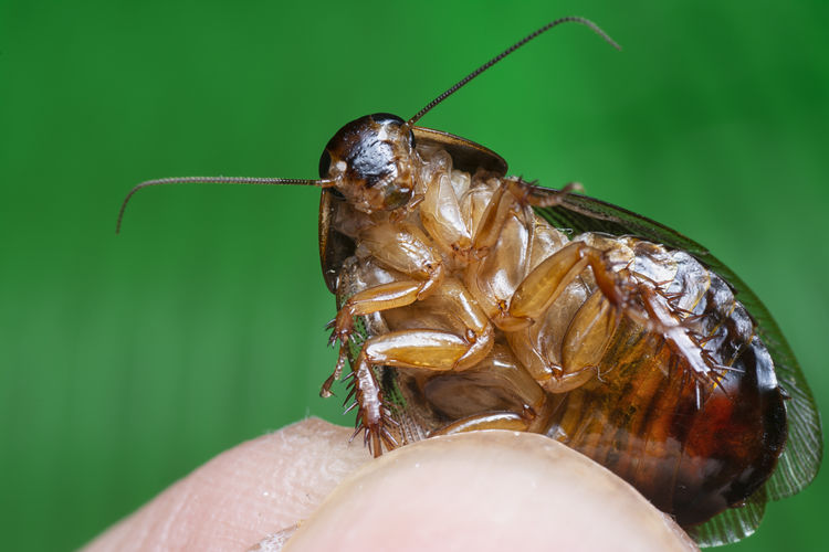 Household baby cockroach