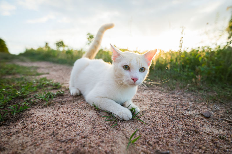 White cat lying on the lawn