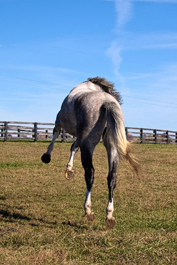 Horse grazing on field against sky