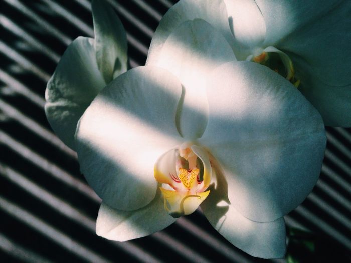 Close-up of white orchid blooming outdoors