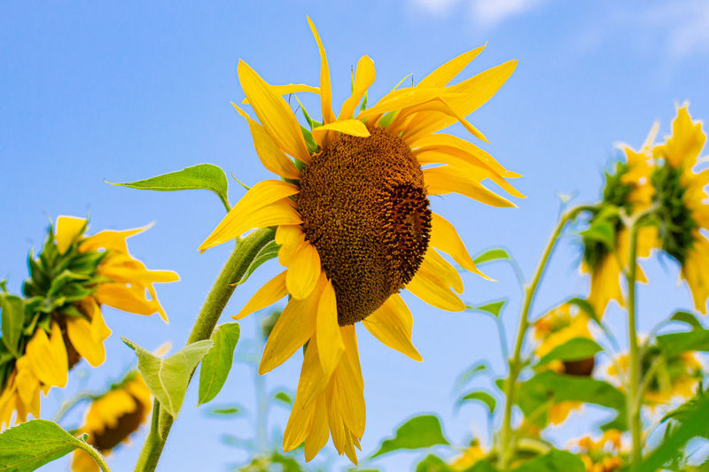 Close-up of sunflower on plant against sky