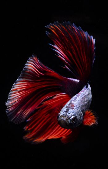 Close-up of siamese fighting fish swimming against black background