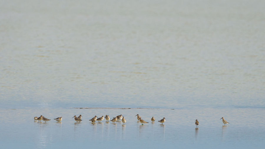 Flock of birds on the lake