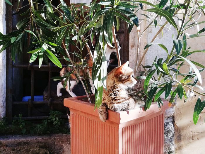 Cat sitting in potted plant