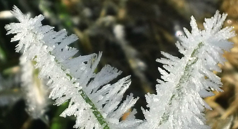 Close-up of plant on snow covered landscape