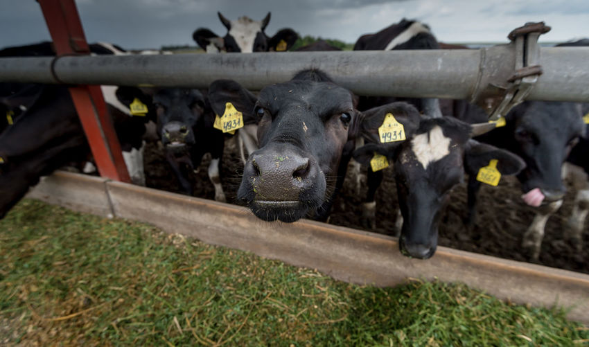 Close-up of tagged cows in dairy farm