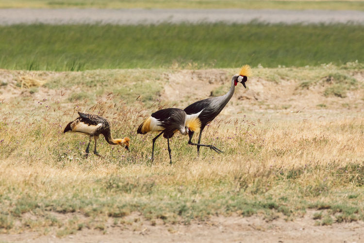 Side view of a bird on field