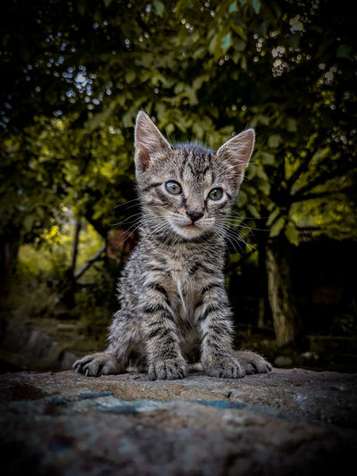 Young cat standing alone on a huge rock