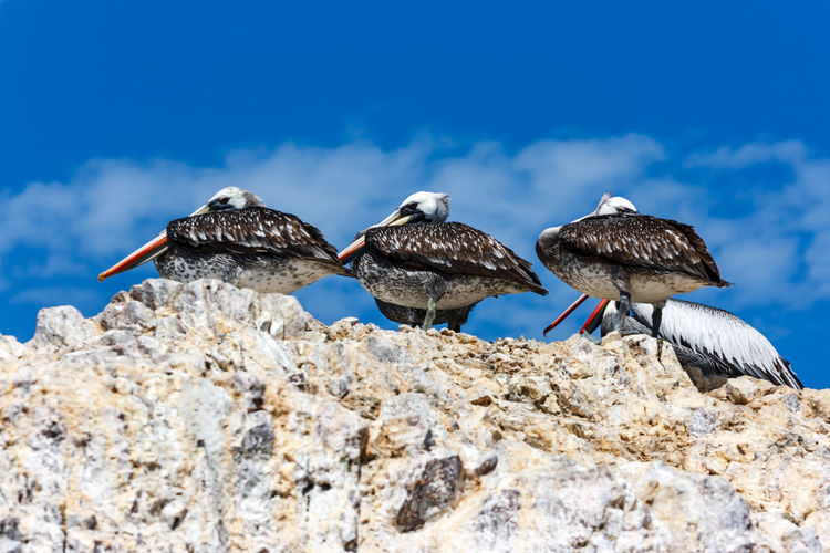 Low angle view of pelicans perching on rock against blue sky