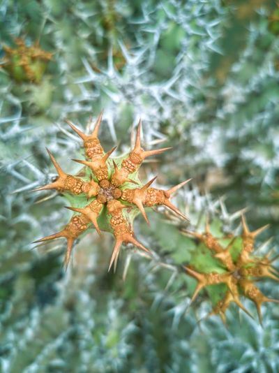 Close-up of flowering plant