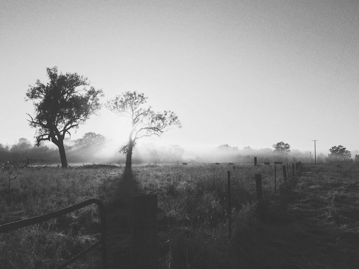 Trees in field