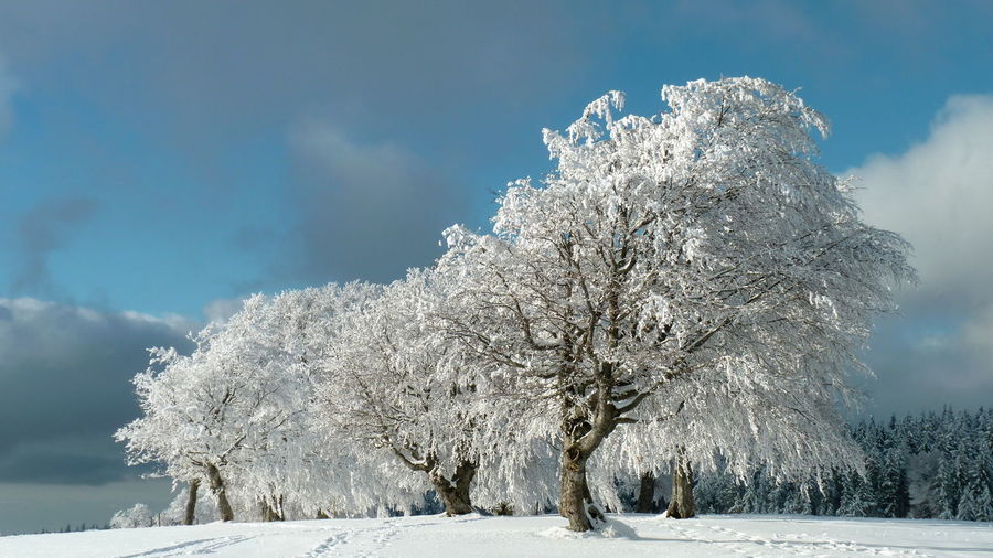 Snow covered trees on landscape against sky