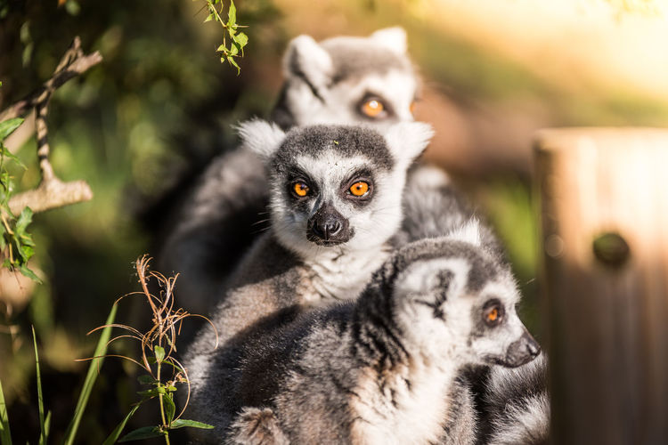 Group of ring-tailed lemurs