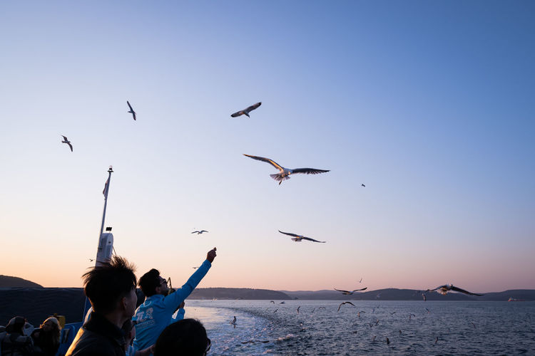 Low angle view of seagulls flying over sea against sky during sunset