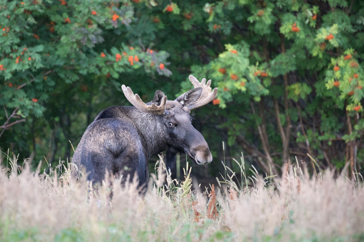 Moose standing on grassy field at forest
