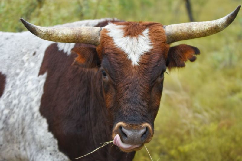 Portrait of texas longhorn cattle eating while standing on field
