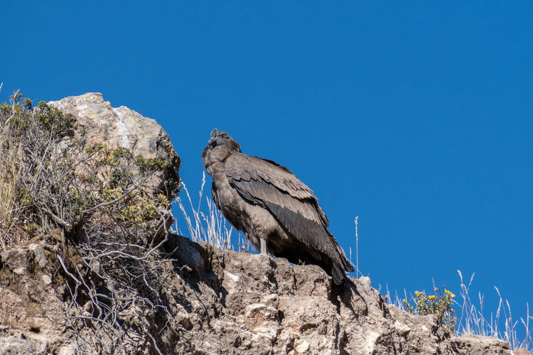 Low angle view of a juvenile andean condor vultur gryphus at the colca canyon, peru