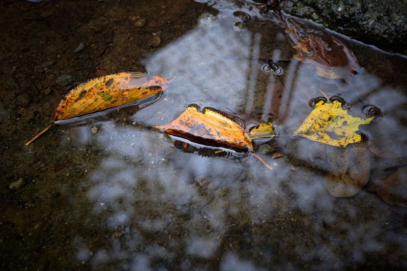 High angle view of autumn leaves on puddle