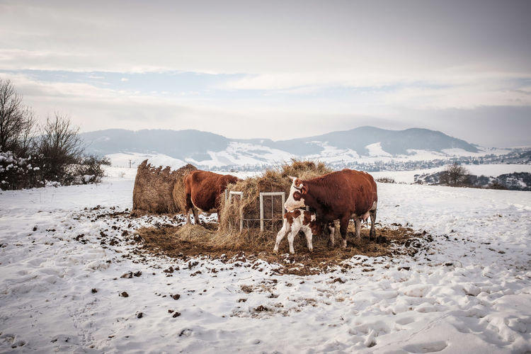 View of a cow on snowy field against sky