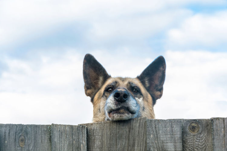 Portrait of dog against sky
