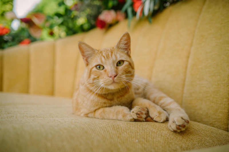 cat