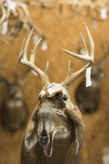 Fur hangs off the bust off a deer at a taxidermy shop.
