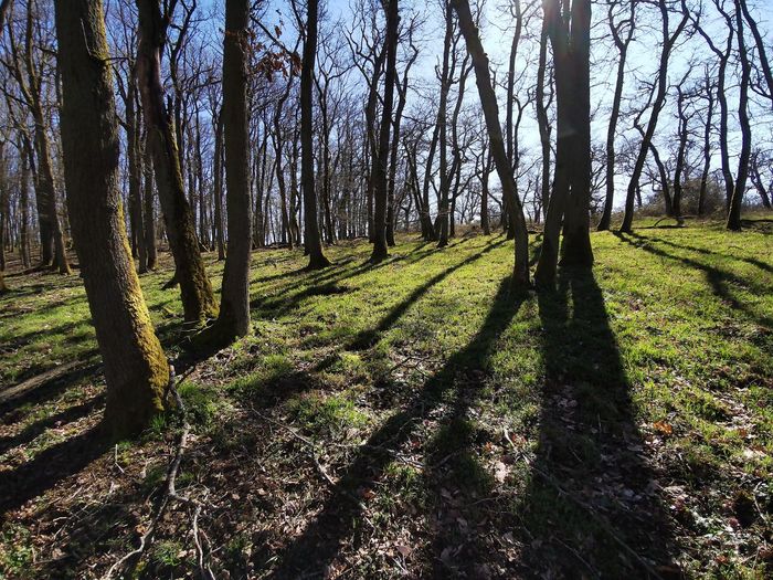 Trees in forest