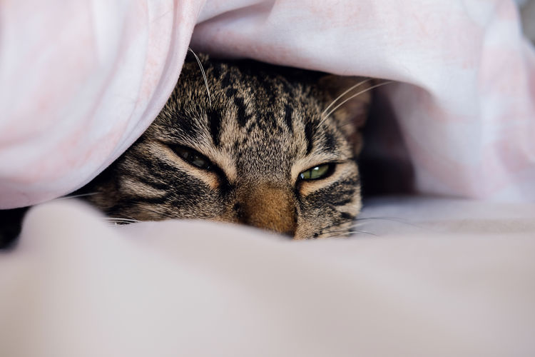 Close-up of a cat resting on bed