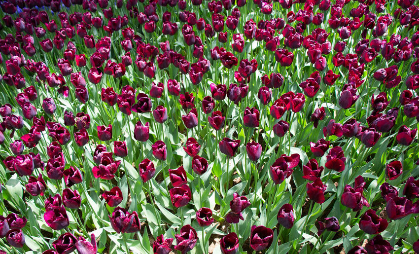 High angle view of red tulip flowers on field
