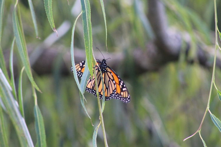 Close-up of monarch butterfly on leaf