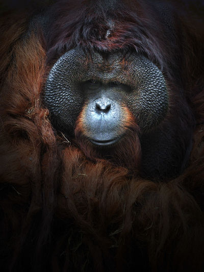 Close-up portrait of orangutan