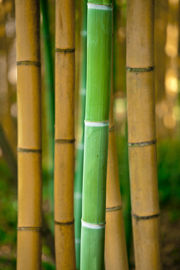 Close-up of bamboo plant on field