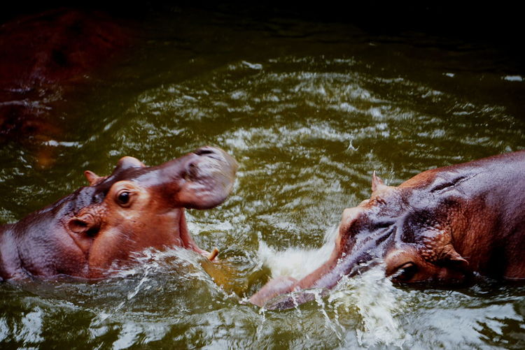 Male hippopotamus fighting in lake