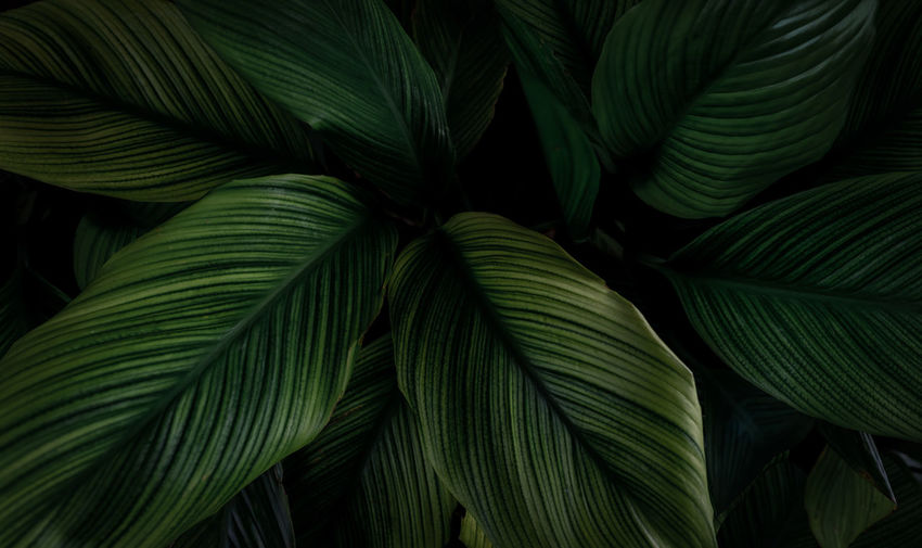 Closeup green leaves of tropical plant in garden. dense dark green leaf with beauty pattern texture