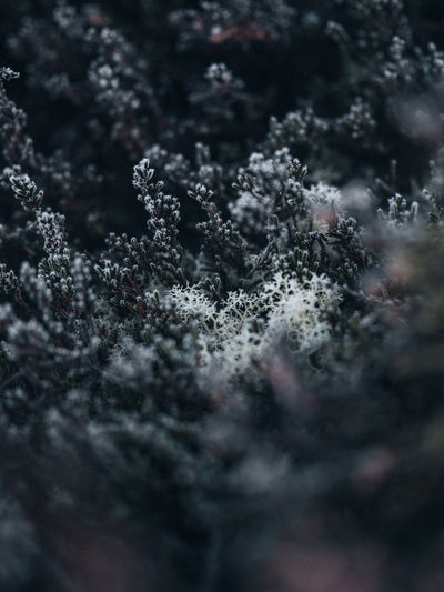 Full frame shot of frozen plants