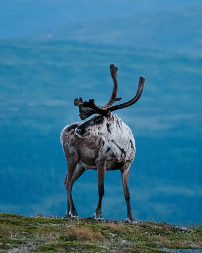 View of reindeer standing on land