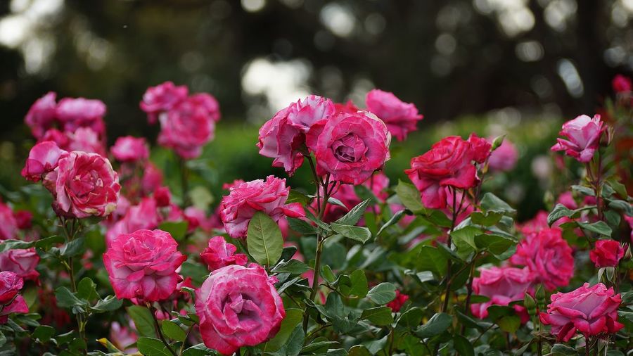 Close-up of pink roses blooming outdoors