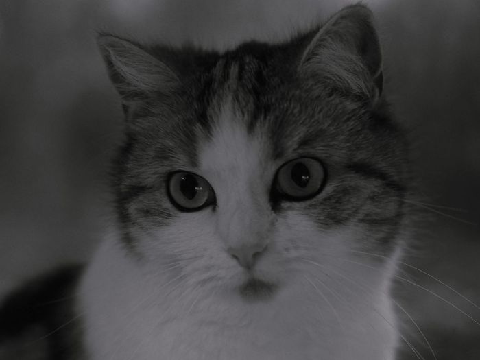 Close-up portrait of cat