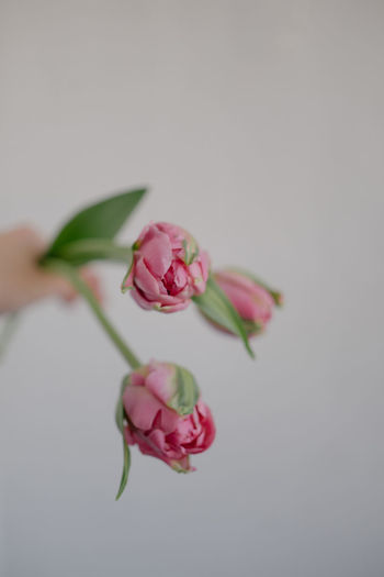Close-up of pink roses against white background