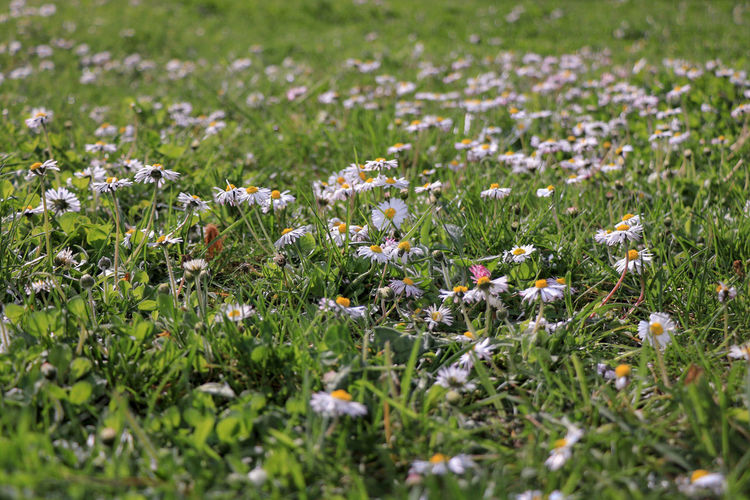 Close-up of flowering plants growing on land