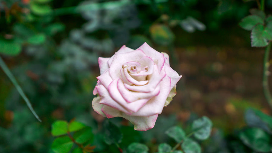 Close-up of pink rose